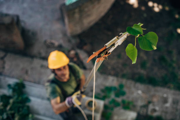 Kealakekua, HI  Tree Services Company