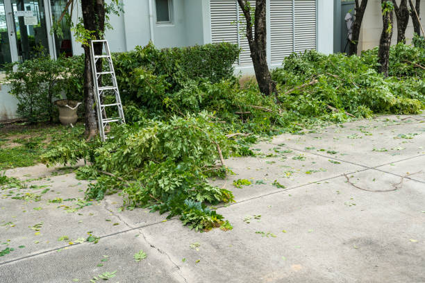 Best Arborist Consultation Services  in Kealakekua, HI