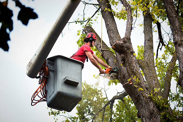 Best Storm Damage Tree Cleanup  in Kealakekua, HI